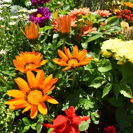 Bed and breakfast Garden Terrace 3*