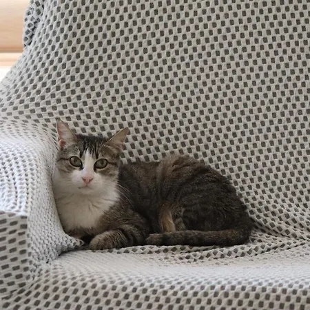 Garden Terrace Bed & Breakfast Istanbul